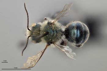 Media type: image;   Entomology 795028 Aspect: habitus dorsal view